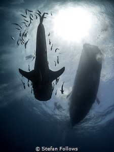 Critical Mass

Whale Shark - Rhincodon typus

Sail Ro... by Stefan Follows 